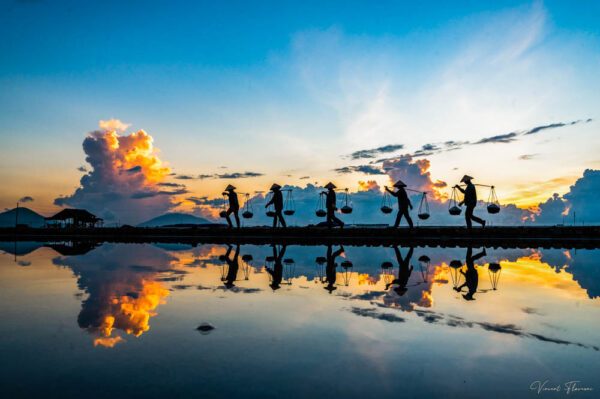 Rice Harvesting Vietnam